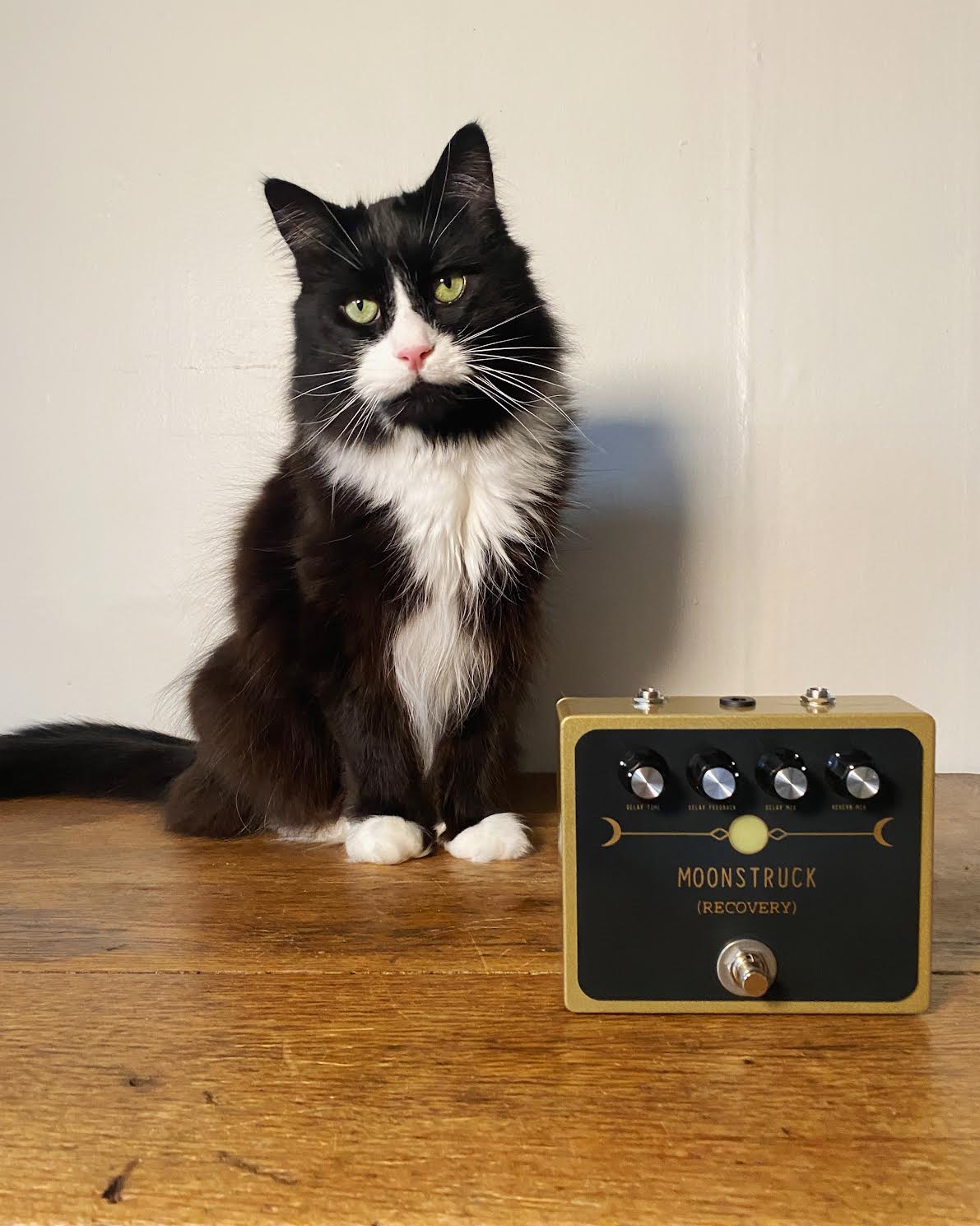 cat tail pedal MOONSTRUCK Real Spring Reverb guitar effects pedal with Analog-Style Delay